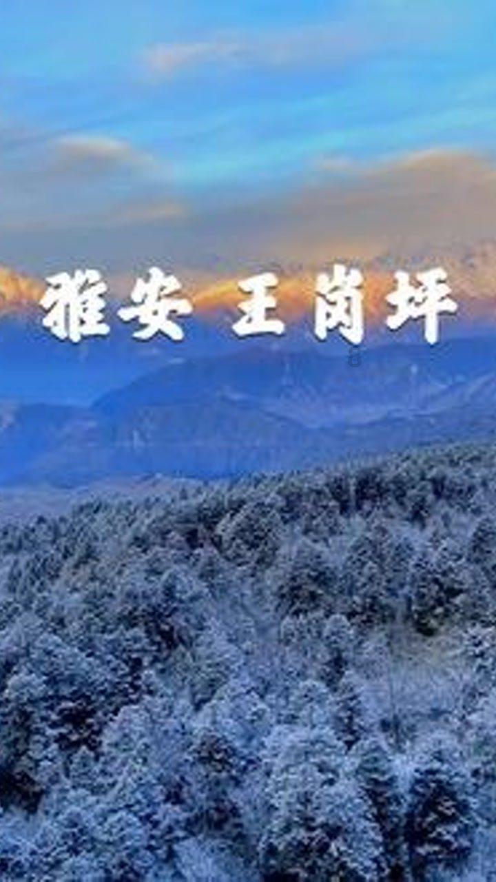 春雨直播app